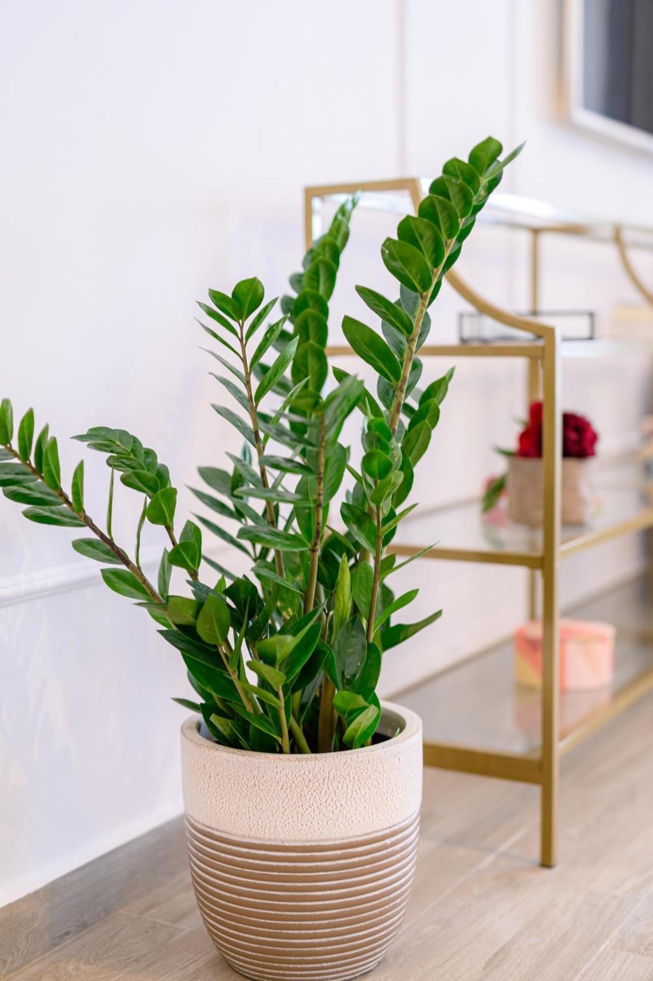 Black Pearl Loft مامايا المظهر الخارجي الصورة